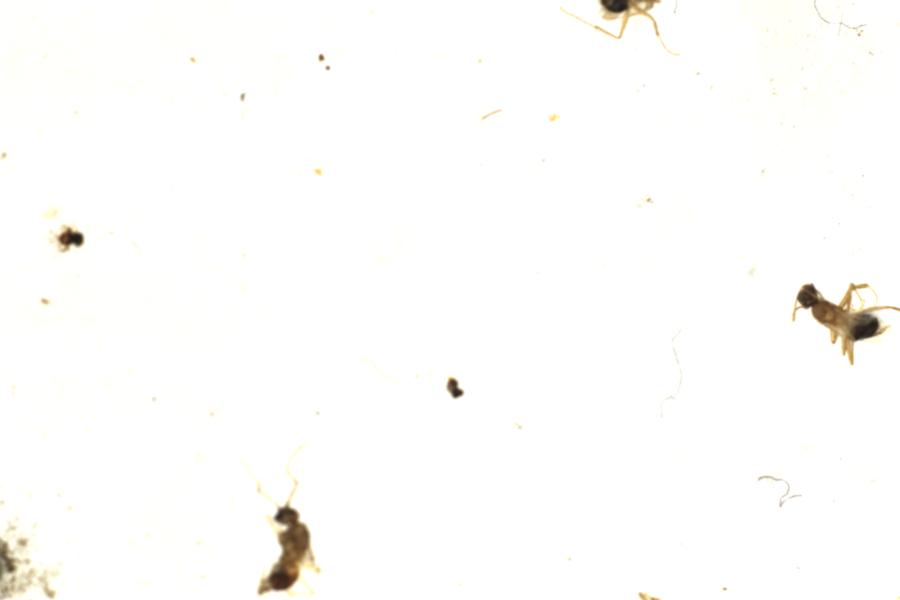 Image 36